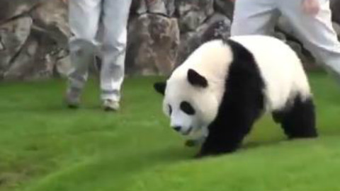 饲养员不让大熊猫爬围墙,大熊猫於是乎生气了,硬是要跑到小山坡下面去